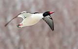 Merganser In Flight_28901